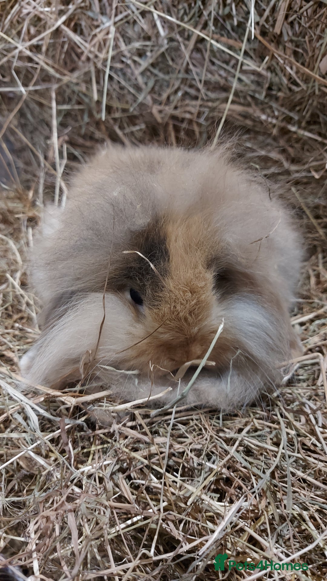 Mini Lion Lop rabbits for sale: Mini lion head lops - Image 4
