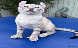 Keetso cats for sale: Breath taking polydactyl curled eared girl  - Image 4
