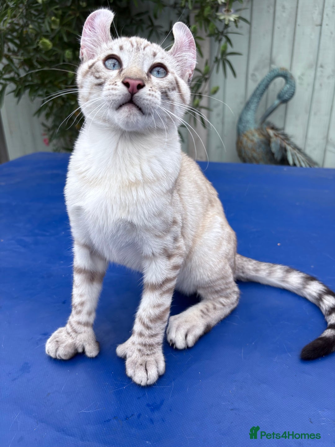 Keetso cats for sale: Breath taking polydactyl curled eared girl  - Image 4