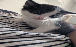 Mixed Breed cats for sale: Mixed breed Kitten  - Image 3