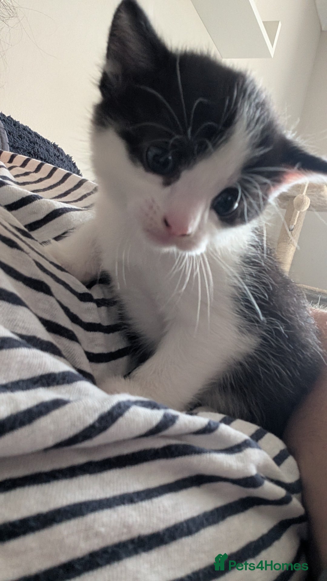 Mixed Breed cats for sale: Mixed breed Kitten  - Image 3