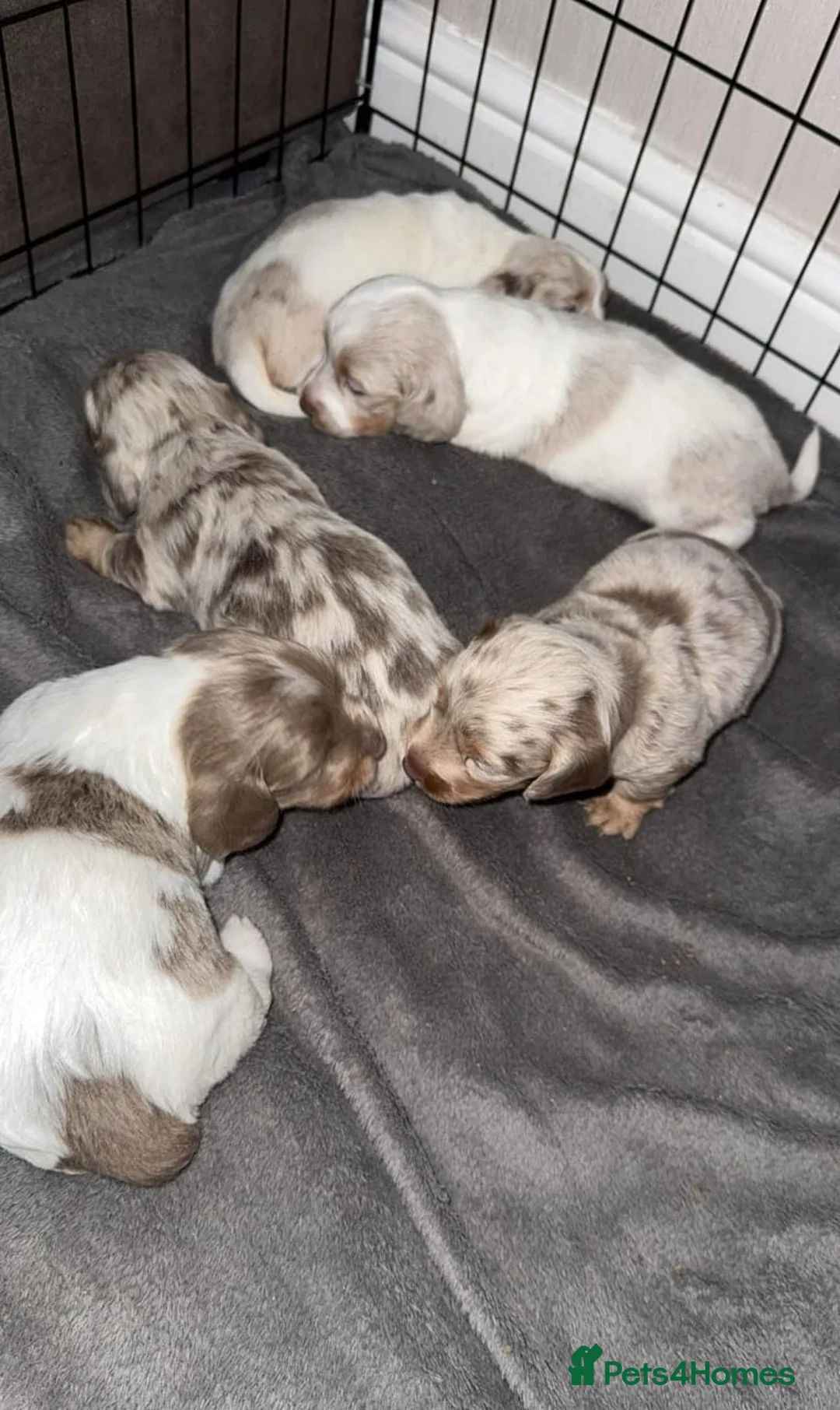 Miniature Dachshund dogs for sale:  Rare Isabella Dapples & Piebalds puppies in Leeds - Advert 2