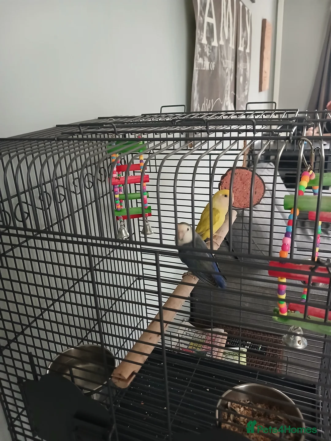 Lovebirds birds for sale: 2 beautiful love birds and cage - Advert 2