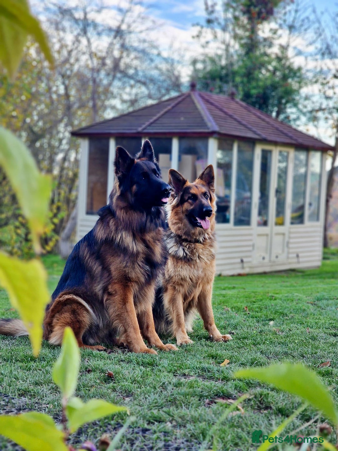 German Shepherd dogs for sale: Puppies - Long hair/Straight back German Shepherd - Advert 2