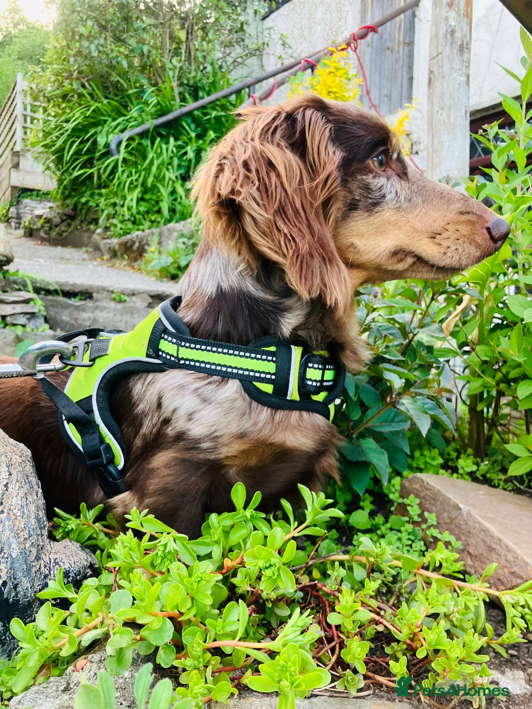 Miniature Dachshund dogs for stud: KC Reg Long Haired Choc Dapple Miniature Dachshund in Gunnislake - Advert 19