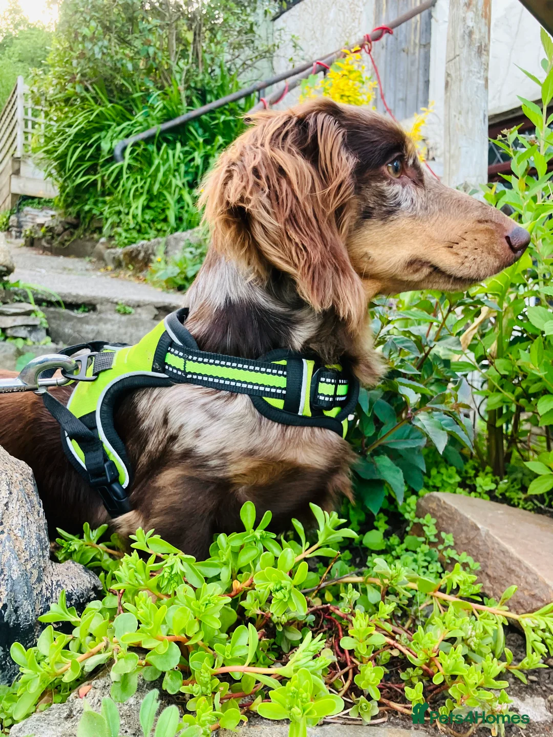 Miniature Dachshund dogs for stud: KC Reg Long Haired Choc Dapple Miniature Dachshund in Gunnislake - Advert 19