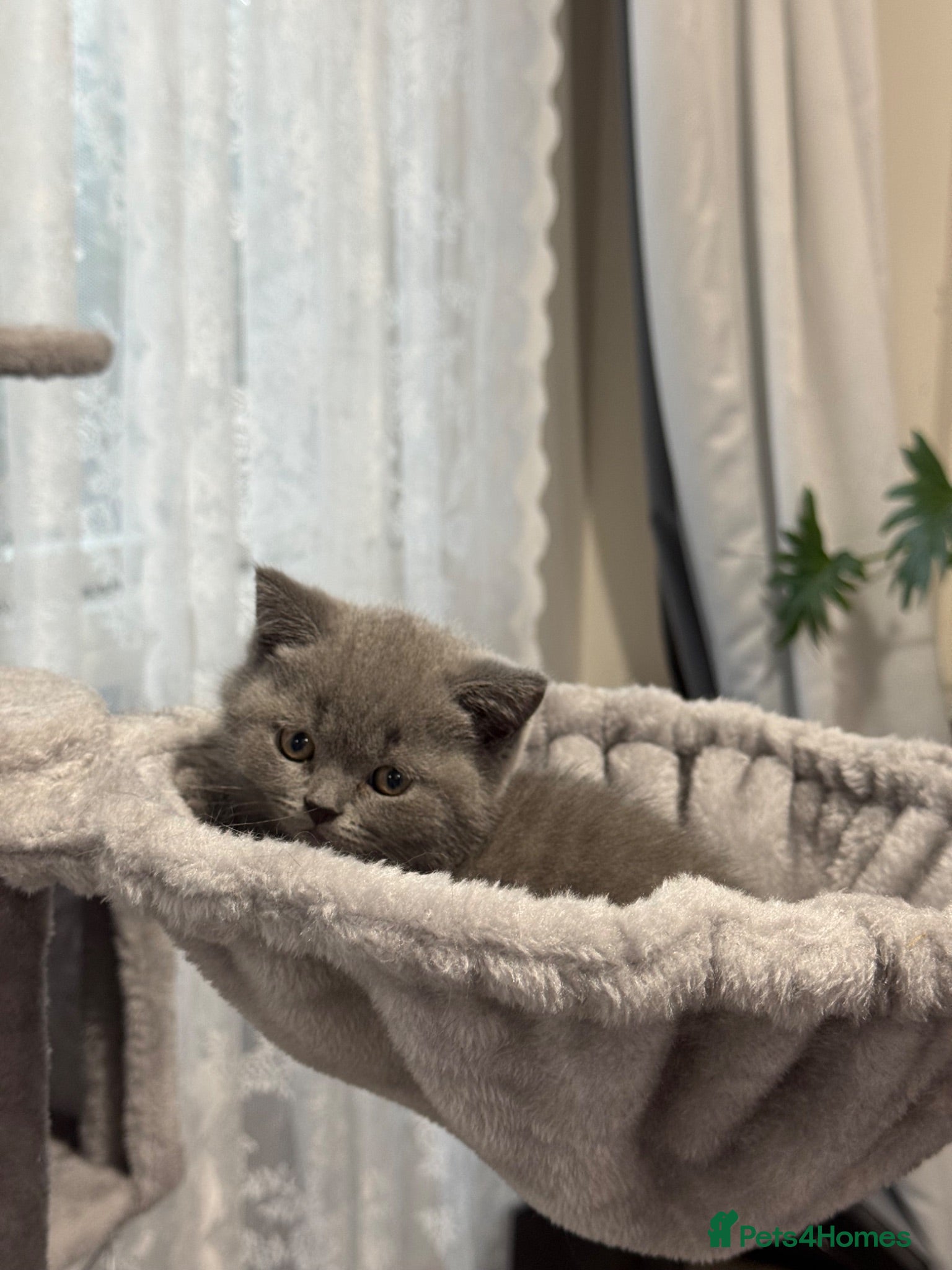 British Shorthair cats Beautiful Pure British Shorthair Blue Kittens  - Advert 1