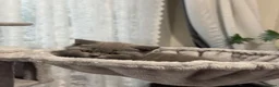 British Shorthair cats for sale: Beautiful Pure British Shorthair Blue Kittens  - Advert 2