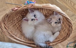 Ragdoll cats for sale: 4 Precious tica Ragdoll girls - Image 23