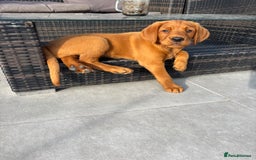 Cockerdor dogs for sale: Fox red cockerdors in Deeside - Image 3