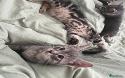 Bengal cats for sale: Gemini grey beauties - Image 12