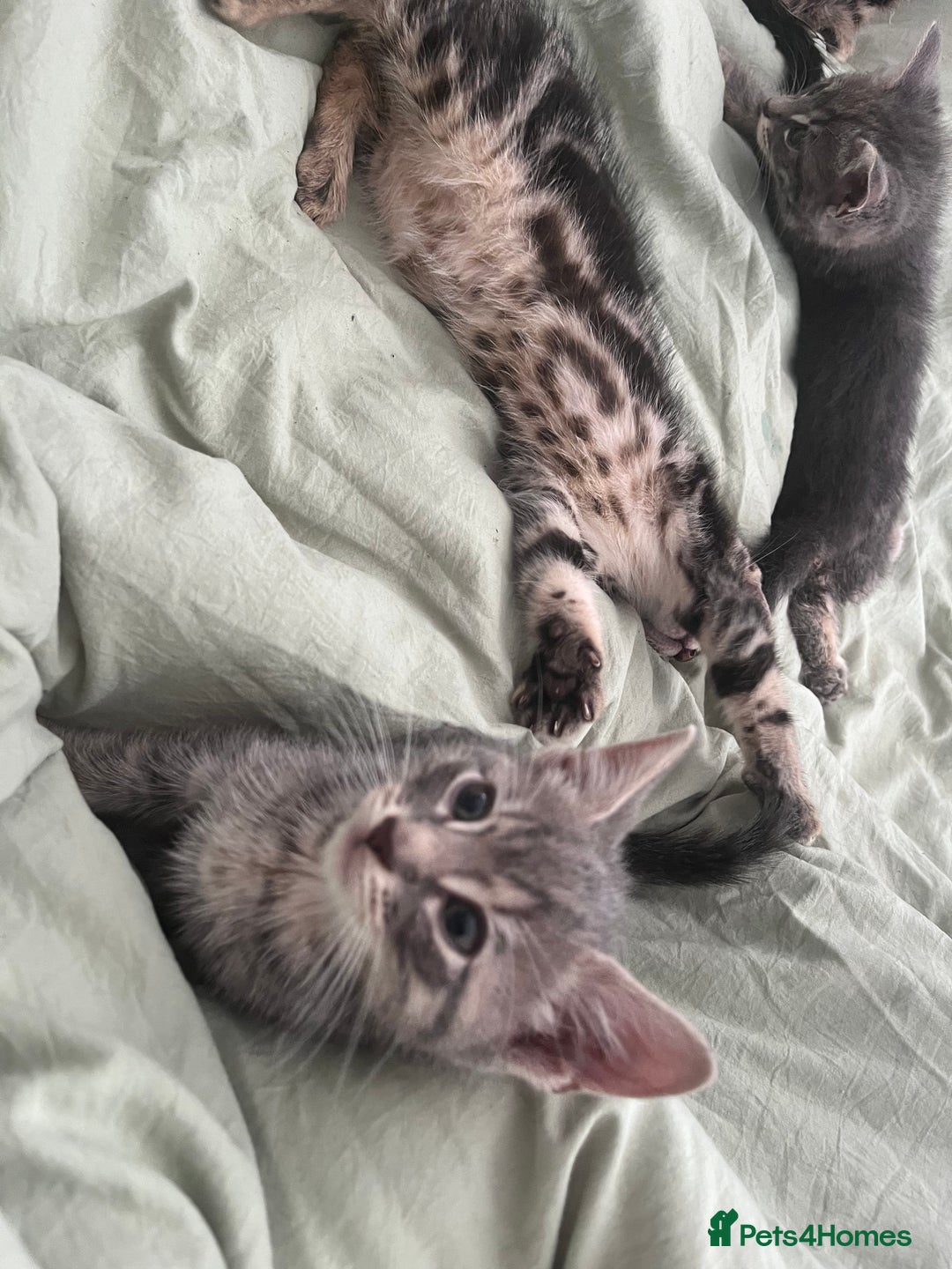 Bengal cats for sale: Gemini grey beauties - Image 12