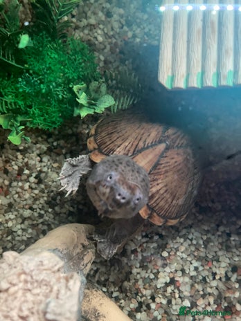 Turtle reptiles in Bristol - Advert 6