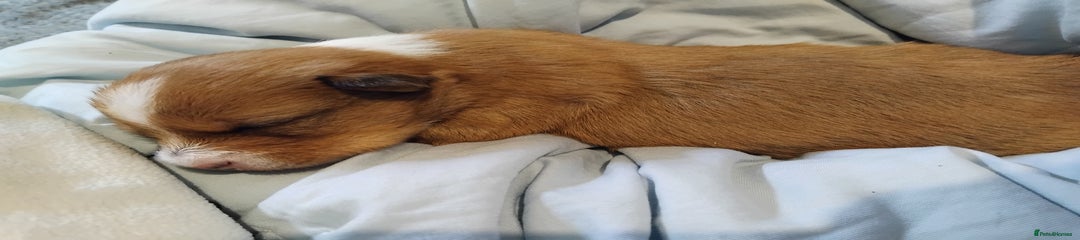 Female Puppy 4