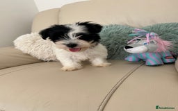 Biewer Terrier dogs for sale: ✨ Beautiful Biewer x Biro Terrier Puppies✨   - Image 12