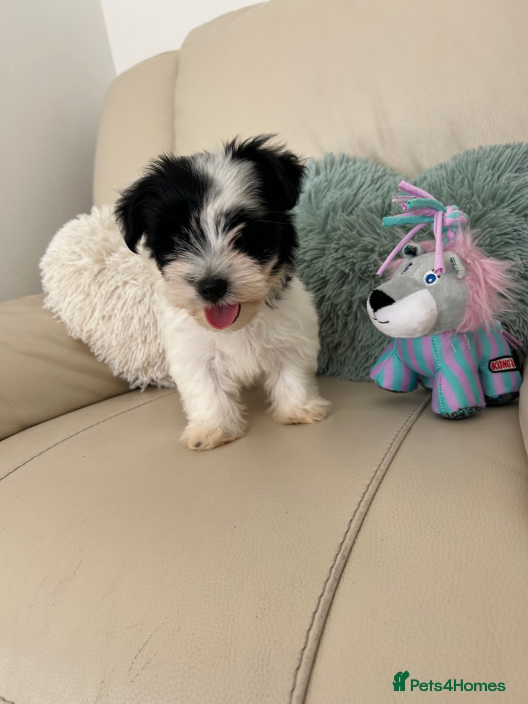 Biewer Terrier dogs for sale: ✨ Beautiful Biewer x Biro Terrier Puppies✨   - Image 12