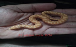 Snake reptiles for sale: Western Hognose Snakes Cb25 - Image 4