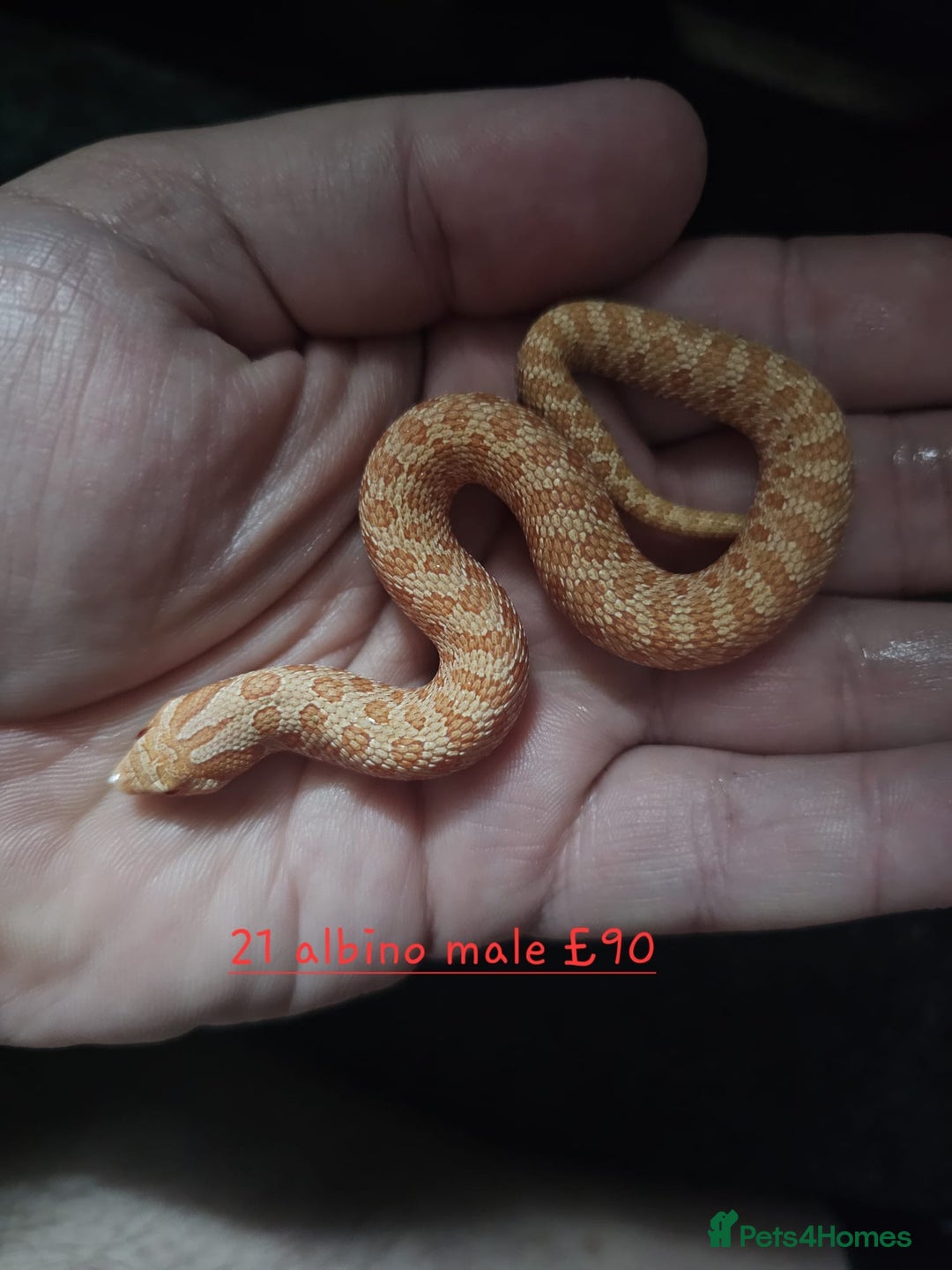 Snake reptiles for sale: Western Hognose Snakes Cb25 - Image 4