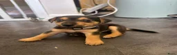 Mixed Breed dogs for sale: Patterdale X Lakeland Puppies for Sale **2 LEFT** - Advert 17