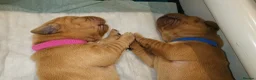 Labrador Retriever dogs for sale: Beautiful KC Registered Fox Red Labrador Puppies - Advert 19