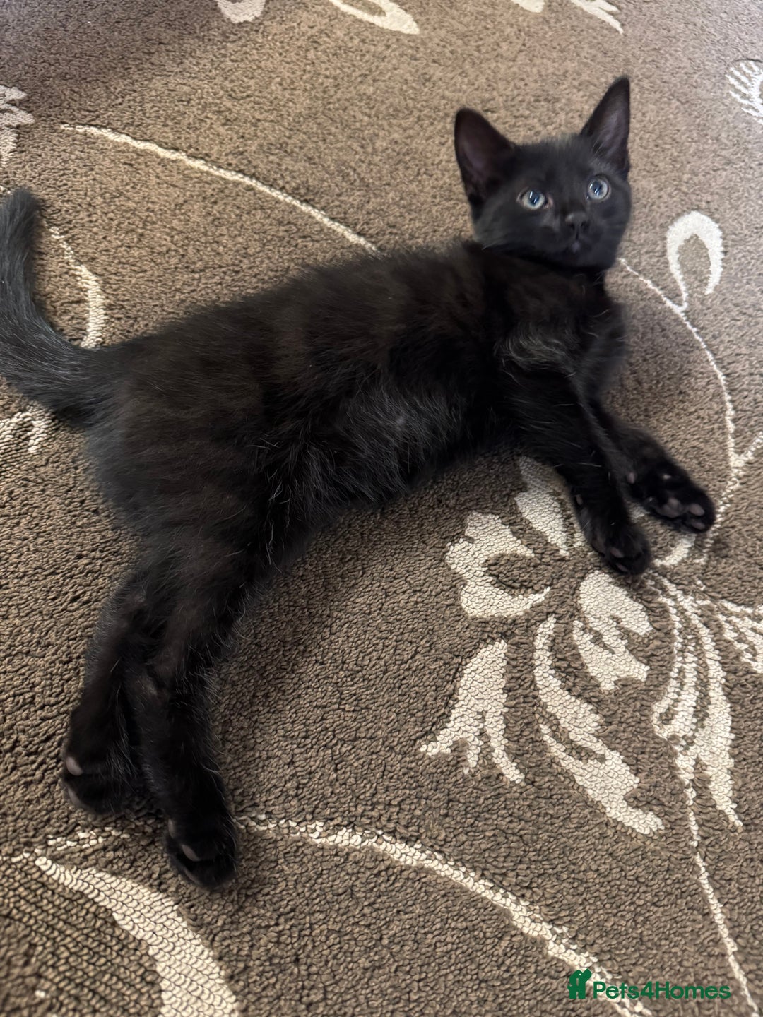 British Shorthair cats for sale: 1 BLACK MALE KITTEN FOR SALE - Image 5