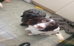 Mixed Breed dogs for sale: Sprockerpoo - Image 3