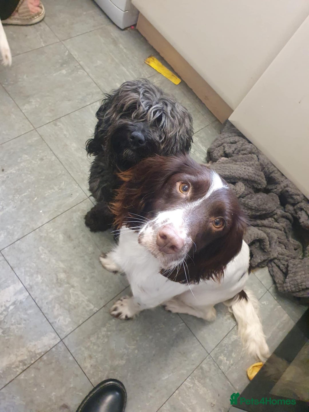 Mixed Breed dogs for sale: Sprockerpoo - Image 3
