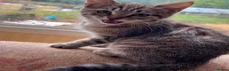 Siberian cats for sale: Beautiful Siberian cross kittens  - Advert 8