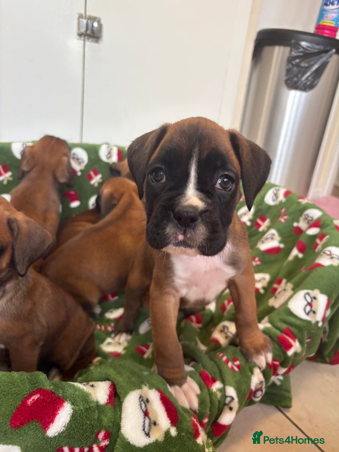 Boxer dogs for sale: Boxer puppy’s  - Advert 6