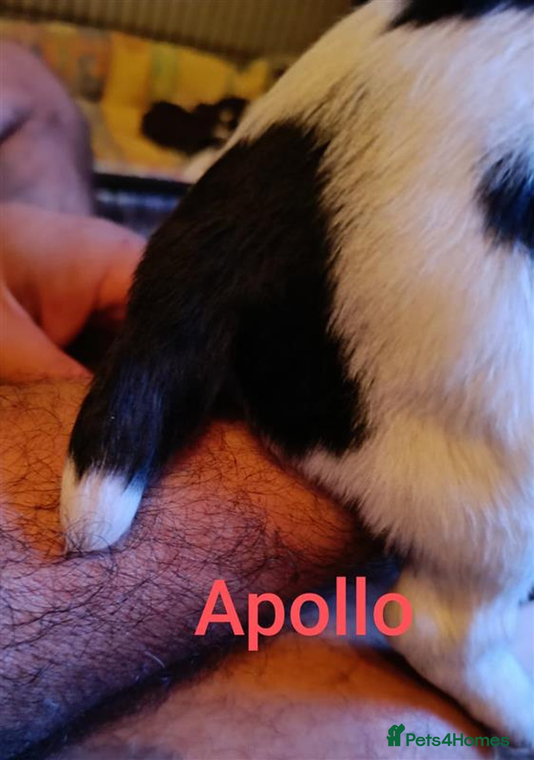 English Springer Spaniel dogs for sale: Working bred KC English Springer Spaniels puppies  - Image 25