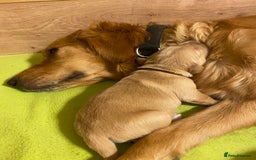Golden Retriever dogs for sale: 🐾Sweet Golden Retriever Puppies-5 generation KC🐾 - Image 5