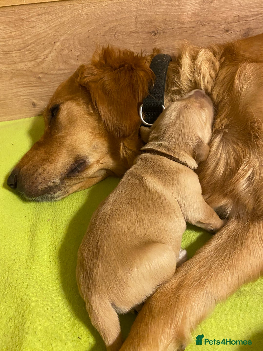 Golden Retriever dogs for sale: 🐾Sweet Golden Retriever Puppies-5 generation KC🐾 - Image 5