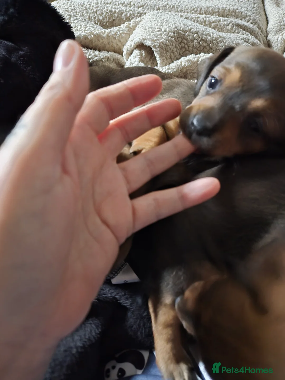 Mixed Breed dogs for sale: Beautiful chiweenies  - Advert 15