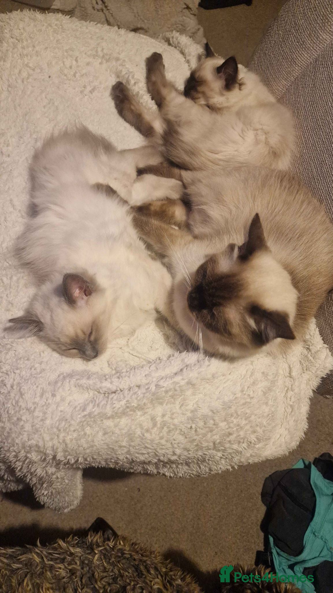 Ragdoll cats 3 seal point ragdoll kittens - Advert 15