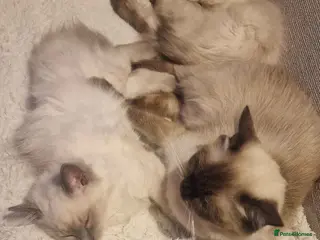 Ragdoll cats Only 2 beautiful seal point ragdoll kittens left - Advert 2