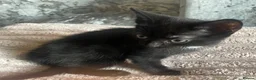 Mixed Breed cats for sale: 3 Beautiful Kittens For Sale - Advert 5