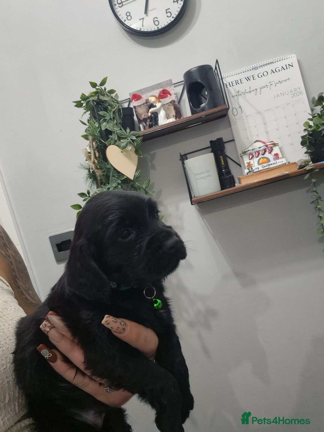 Cocker Spaniel dogs for sale: Working cocker pups - Advert 8