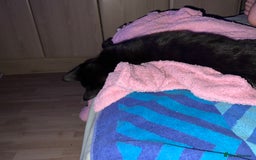 Mixed Breed cats for sale: A black cat - Image 6
