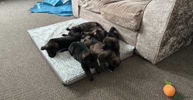 German Shepherd dogs - Advert 3