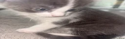 Mixed Breed cats for sale: 3 x Kittens for Sale  - Advert 9