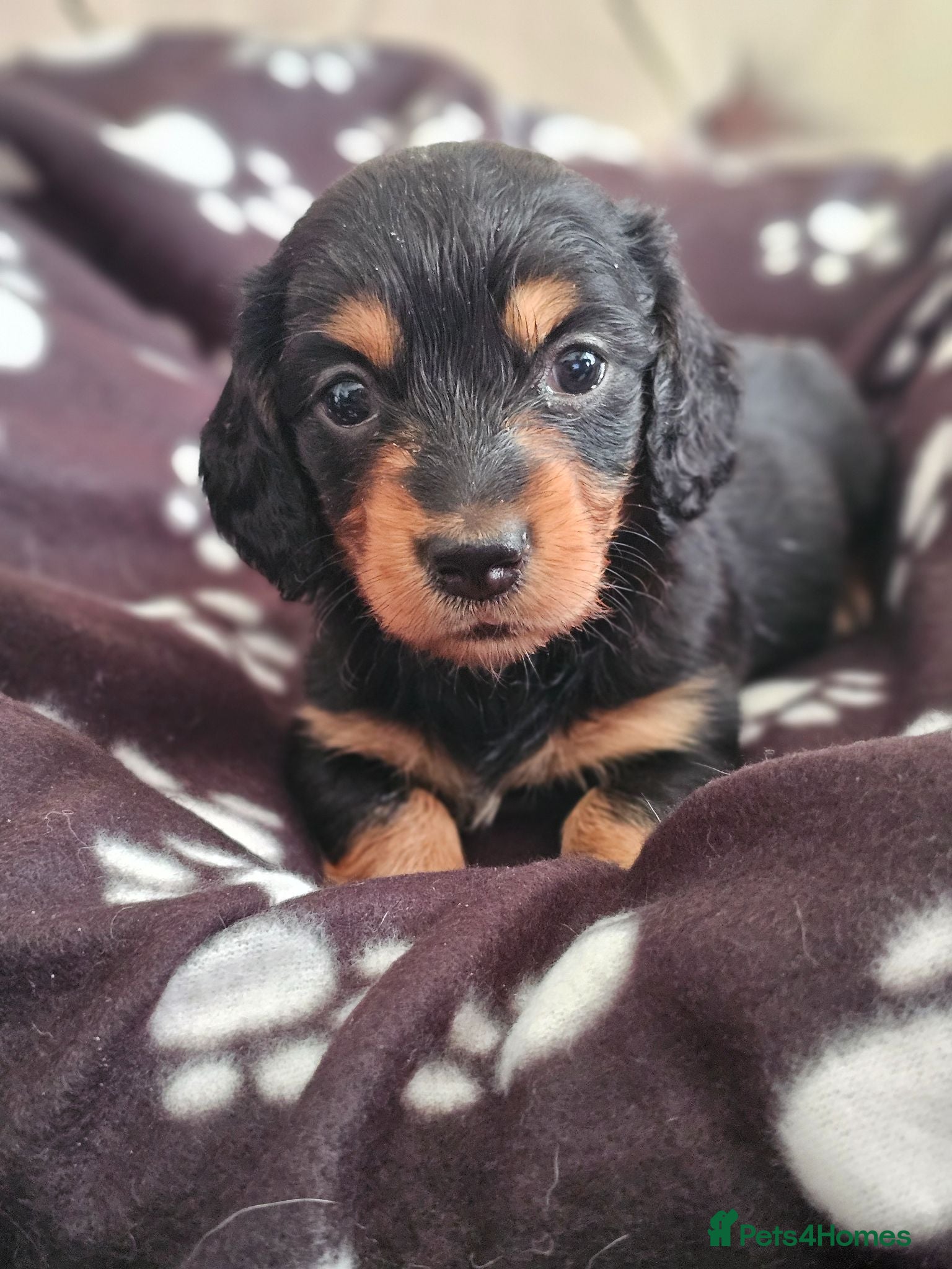 Miniature Dachshund dogs Last beautiful long haired fur baby - Advert 2