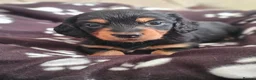 Miniature Dachshund dogs for sale: Last beautiful long haired fur baby - Advert 1