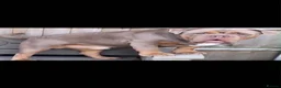 Olde English Bulldogge dogs for sale: Olde English bulldogge puppies - Advert 14