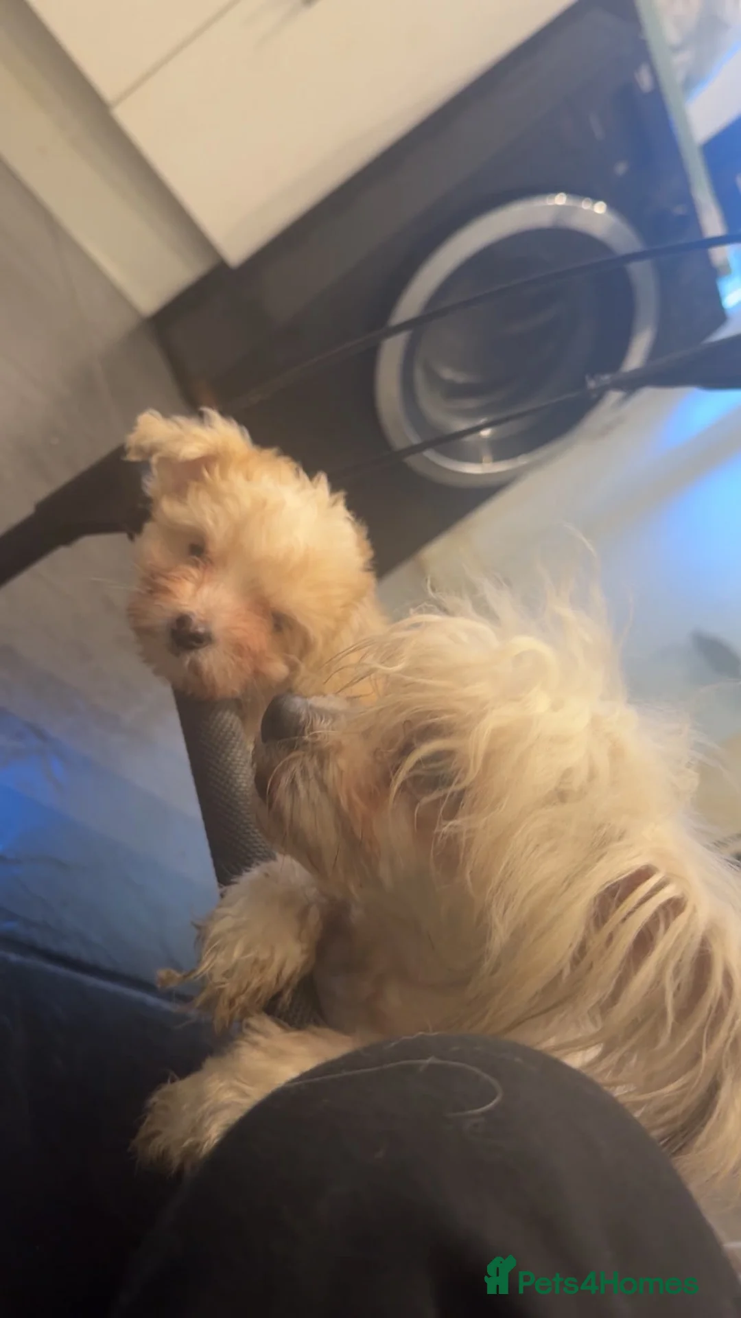 Chinese Crested dogs for sale: Adorable powderpuff girl - Advert 2