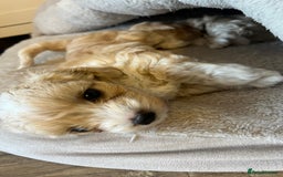 Maltipoo dogs for sale: Maltipoo Puppies  - Image 6
