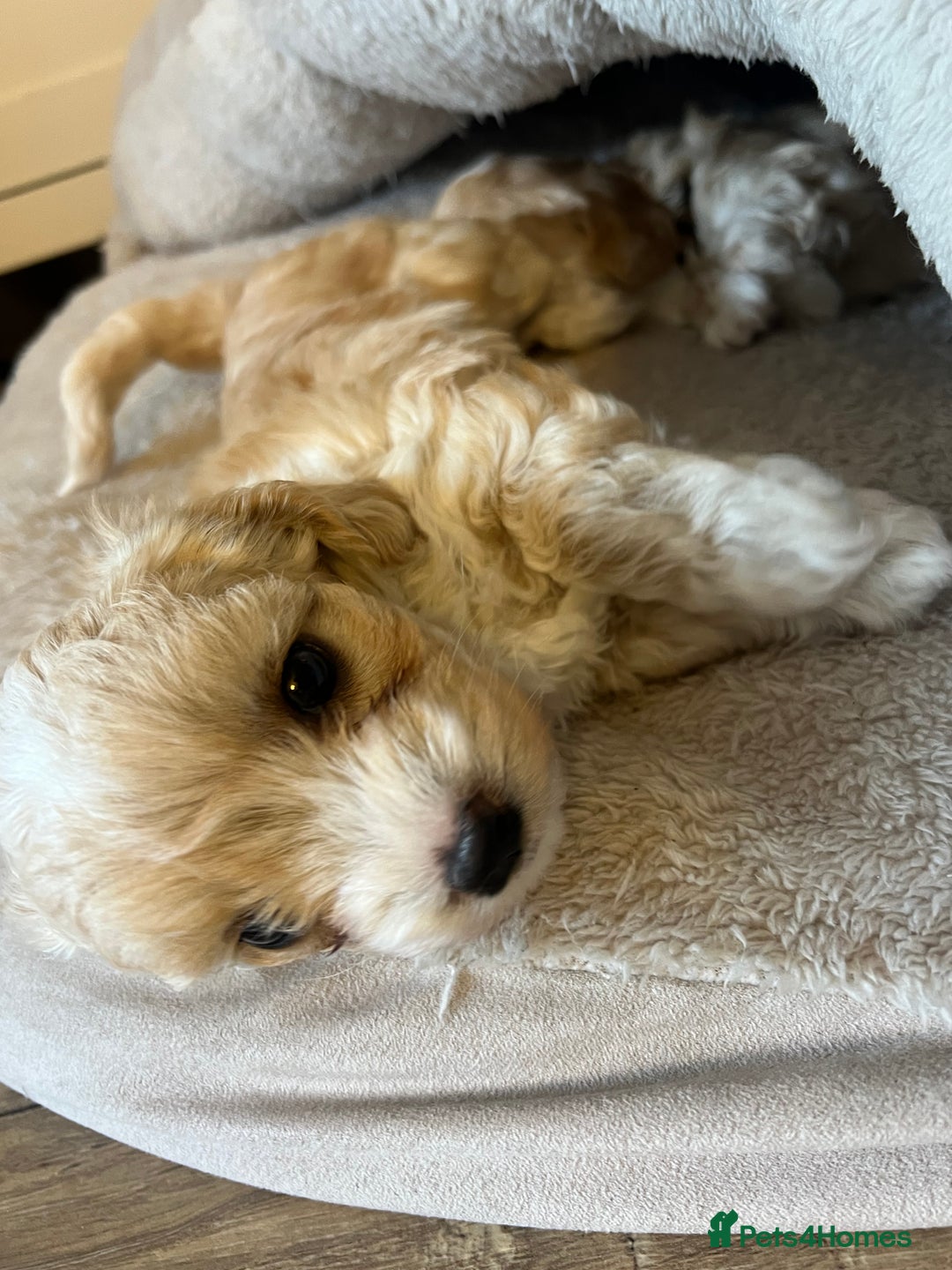 Maltipoo dogs for sale: Maltipoo Puppies  - Image 6
