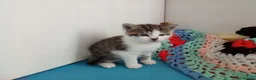 Mixed Breed cats for sale: Three 8 Weeks Old Female Kittens in Romford - Advert 19