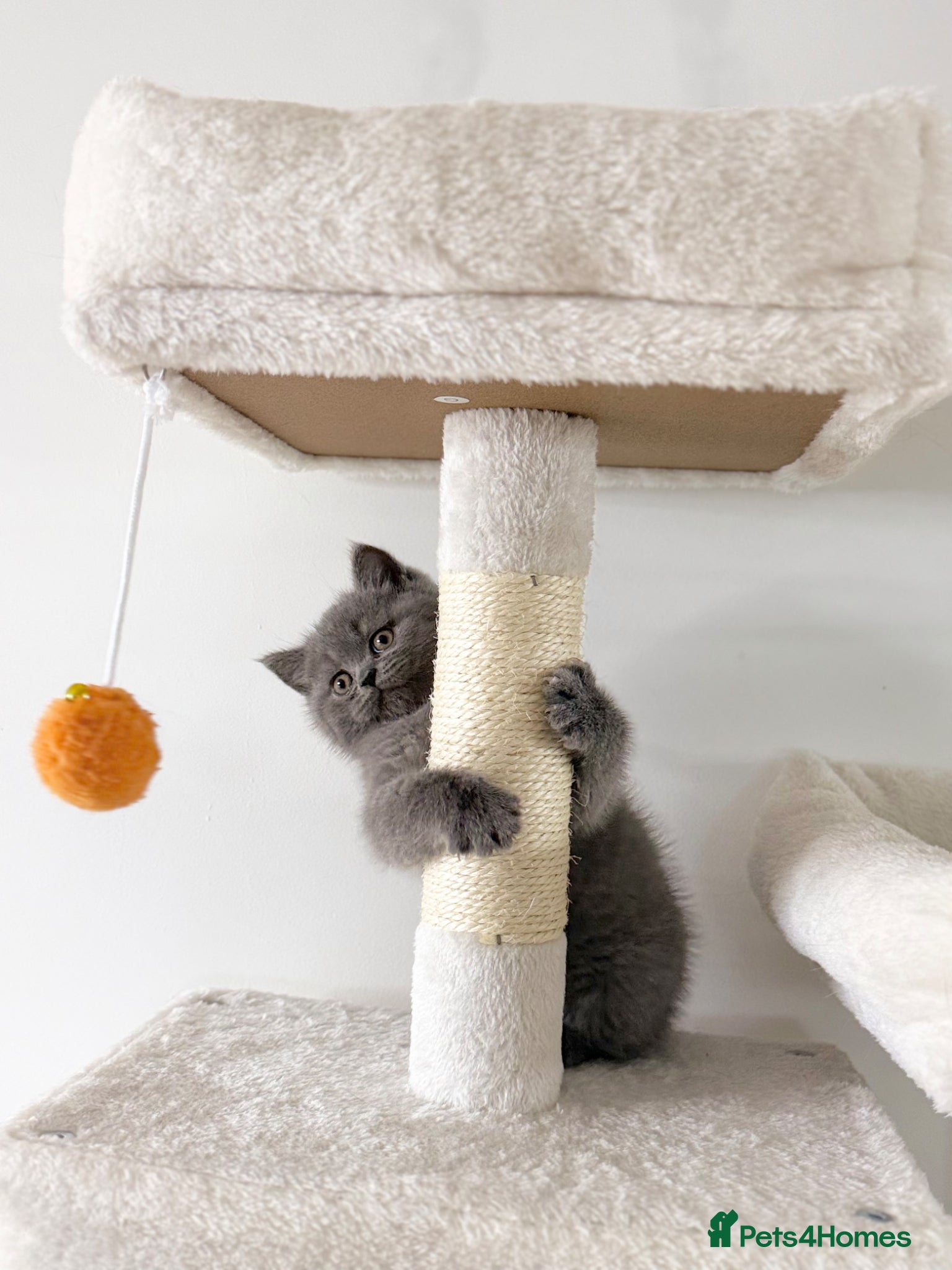 Scottish Fold cats Scottish straight  - Advert 10