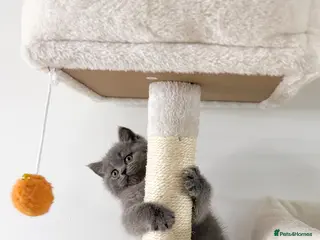 Scottish Fold cats Scottish straight - Advert 10