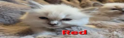 Ragdoll cats for sale: 🏆GCCF REG. EXTENSIVELY TESTED RAGDOLL KITTENS🌟 - Advert 24
